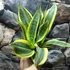 Kép 14/19 - Sansevieria 'HI Color'