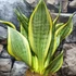 Kép 15/19 - Sansevieria 'HI Color'
