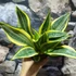 Kép 16/19 - Sansevieria 'HI Color'