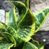 Kép 2/8 - Sansevieria Dragon tongue