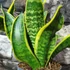 Kép 3/8 - Sansevieria Dragon tongue
