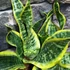 Kép 4/8 - Sansevieria Dragon tongue