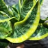 Kép 5/8 - Sansevieria Dragon tongue