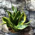 Kép 6/8 - Sansevieria Dragon tongue
