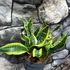 Kép 7/8 - Sansevieria Dragon tongue