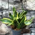 Kép 8/8 - Sansevieria Dragon tongue