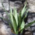 Kép 3/10 - Sansevieria Silver princess