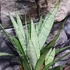 Kép 1/10 - Sansevieria Silver princess