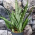 Kép 8/10 - Sansevieria Silver princess
