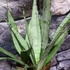 Kép 9/10 - Sansevieria Silver princess
