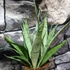 Kép 2/10 - Sansevieria Silver princess