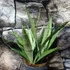 Kép 10/10 - Sansevieria Silver princess