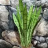 Kép 6/10 - Sansevieria Silver princess
