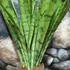 Kép 4/10 - Sansevieria Silver princess
