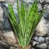 Kép 7/10 - Sansevieria Silver princess