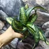 Kép 3/8 - Sansevieria hahnii 'Twirl star'