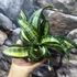 Kép 4/8 - Sansevieria hahnii 'Twirl star'