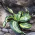 Kép 2/8 - Sansevieria hahnii 'Twirl star'
