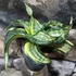Kép 5/8 - Sansevieria hahnii 'Twirl star'