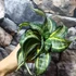 Kép 6/8 - Sansevieria hahnii 'Twirl star'