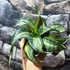 Kép 7/8 - Sansevieria hahnii 'Twirl star'