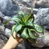 Kép 8/8 - Sansevieria hahnii 'Twirl star'