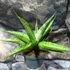 Kép 1/9 - Sansevieria 'Milano'