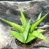 Kép 2/9 - Sansevieria 'Milano'