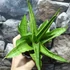 Kép 3/9 - Sansevieria 'Milano'