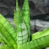 Kép 4/9 - Sansevieria 'Milano'