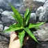 Kép 5/9 - Sansevieria 'Milano'