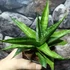 Kép 6/9 - Sansevieria 'Milano'