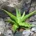 Kép 7/9 - Sansevieria 'Milano'