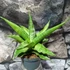 Kép 8/9 - Sansevieria 'Milano'