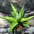 Kép 9/9 - Sansevieria 'Milano'