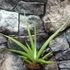 Kép 3/6 - Sansevieria 'Silver Syreni'
