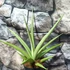 Kép 1/6 - Sansevieria 'Silver Syreni'
