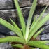 Kép 2/6 - Sansevieria 'Silver Syreni'