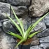 Kép 5/6 - Sansevieria 'Silver Syreni'