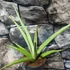 Kép 6/6 - Sansevieria 'Silver Syreni'