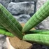 Kép 2/4 - Sansevieria 'Skyline' 