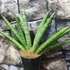 Kép 3/4 - Sansevieria 'Skyline' 