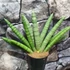 Kép 4/4 - Sansevieria 'Skyline' 