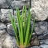 Kép 2/7 - Sansevieria cylindrica 'Spaghetti'