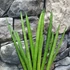 Kép 4/7 - Sansevieria cylindrica 'Spaghetti'