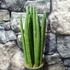 Kép 5/7 - Sansevieria cylindrica 'Spaghetti'