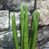 Kép 6/7 - Sansevieria cylindrica 'Spaghetti'