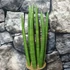 Kép 7/7 - Sansevieria cylindrica 'Spaghetti'