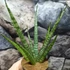 Kép 3/10 - Sansevieria Sem