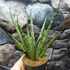 Kép 5/10 - Sansevieria Sem
